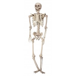 Squelette articulé - 165...