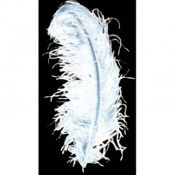 Plume d'autruche blanche...